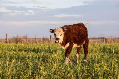 Horse grazing on field