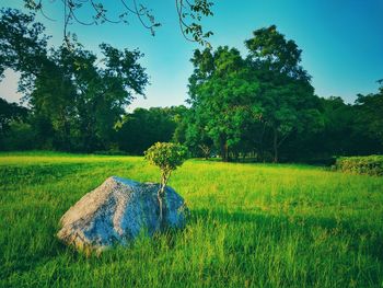 Scenic view of field against clear sky