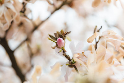 Close-up of white flowers