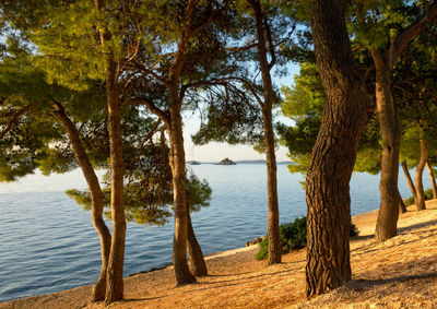 Scenic view of lake by trees against sky