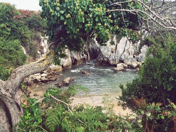 Scenic view of forest