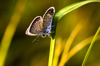 Close-up of butterfly pollinating on flower