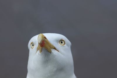 Close-up portrait of seagull against gray background