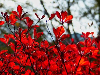 Close-up of red maple leaves on plant during autumn