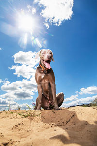 View of dog sitting on land against sky