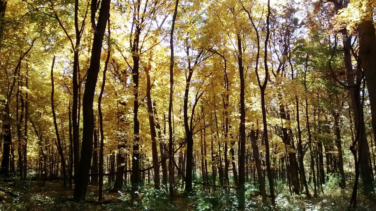 tree, forest, tranquility, tree trunk, woodland, growth, tranquil scene, nature, beauty in nature, scenics, branch, low angle view, non-urban scene, idyllic, day, outdoors, sunlight, no people, tall - high, non urban scene