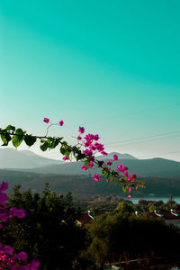 Pink flowering tree by mountain against sky