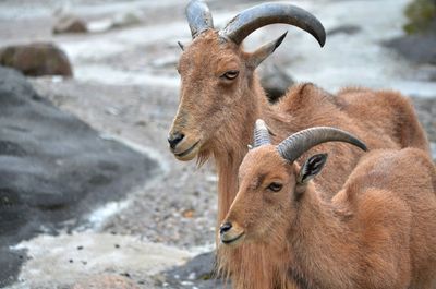 Close-up of wild goats