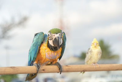 Close-up of parrot perching on branch