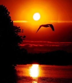 Silhouette bird flying over lake against sky during sunset