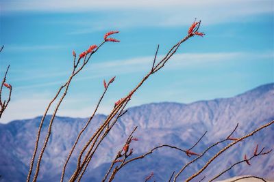 Close-up of plants against sky