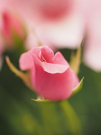Close-up of pink rose