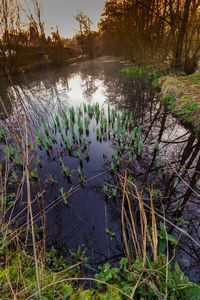 Scenic view of lake in forest