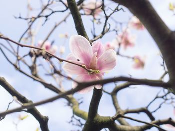 Low angle view of cherry blossoms