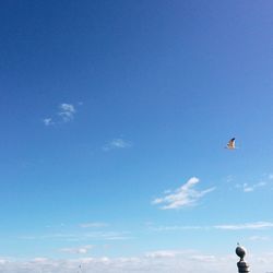 Low angle view of birds flying against blue sky