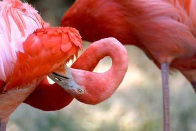 Close-up of flamingo preening outdoors