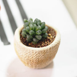 High angle view of succulent plant on table