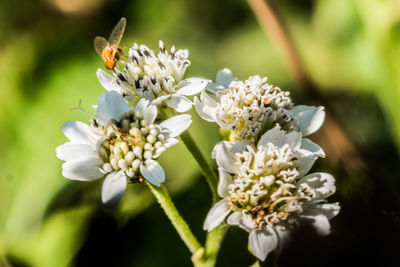 Close-up of white flowers