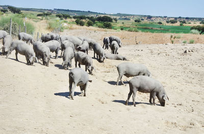 Flock of sheep on field against sky