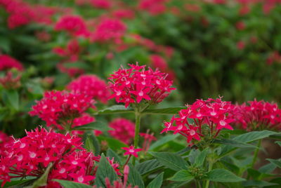 Close-up of red flowering plants