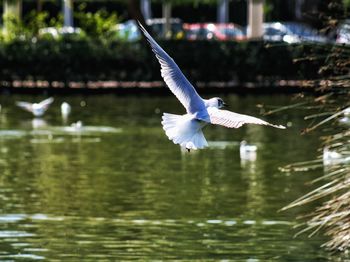 Bird flying over water