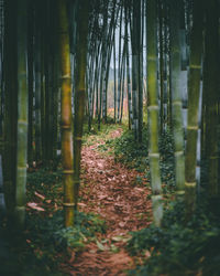 View of trees in forest