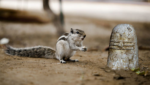 Close-up of squirrel eating food