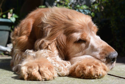 Close-up of dog sleeping