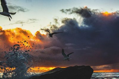 Close-up of bird flying over sea against sky during sunset