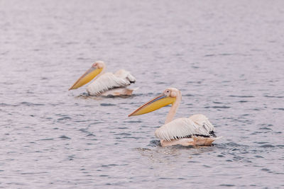 Ducks swimming in lake