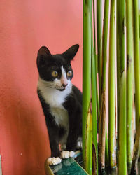 Portrait of black cat sitting against wall