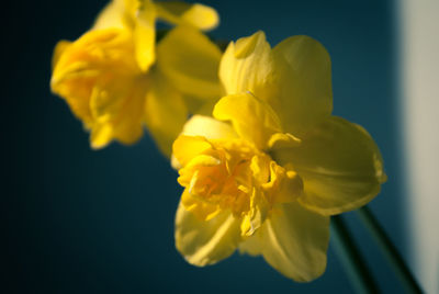 Close-up of yellow daffodil