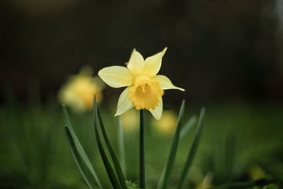 Close-up of flower against blurred background