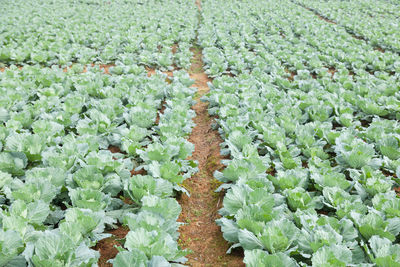 Close-up of plants growing in farm