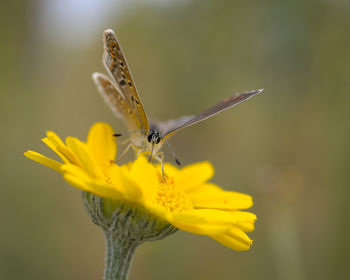 Butterfly pollinating flower