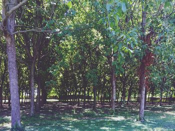 Trees in forest