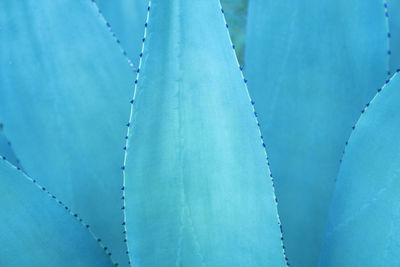 Selective focus of cactus plant leaves texture background. blue tone.