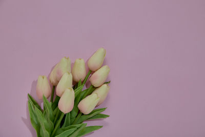 Close-up of pink tulip flower against white background