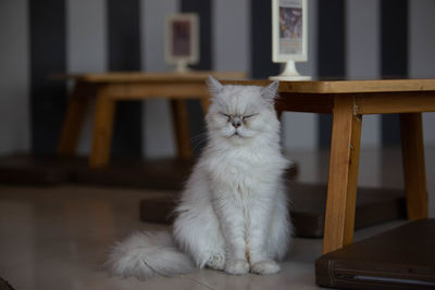 Cat sitting on table at home