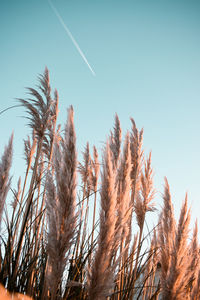 Low angle view of stalks against blue sky and contrail