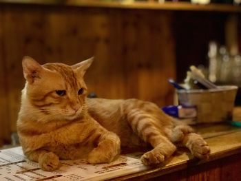 Cat sitting on table