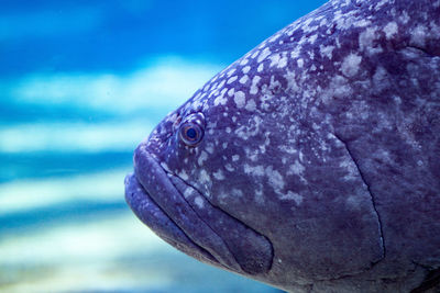 Close-up of potato cod underwater