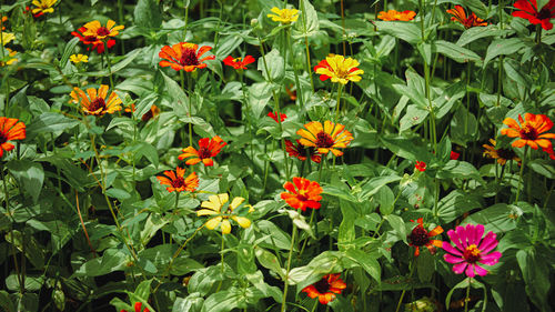 High angle view of flowering plants