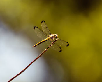 Close-up of insect on plant