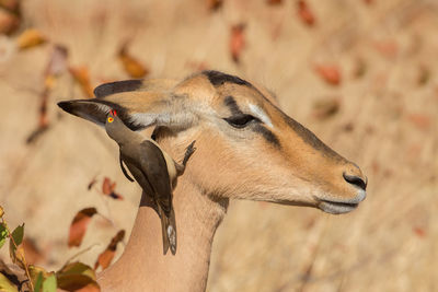 Close-up side view of deer against blurred background