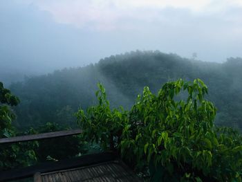 Trees on landscape against sky during rainy season