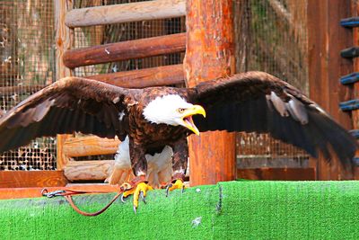 Close-up of bald eagle screaming