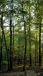 Trees in forest