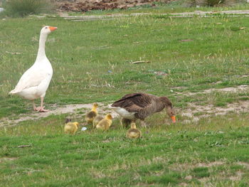 Ducks on a field