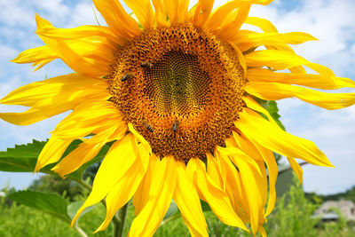 Close-up of sunflower